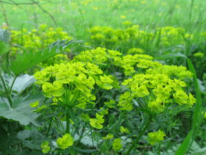 Grüne Wiese mit vielen gelb-grünen Wolfsmilch-Blüten. Seitlich im Vordergrund eine Brennnessel.